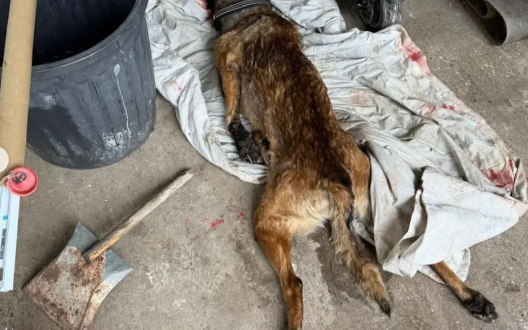 “Une agonie insoutenable” : Alain-Fabien Delon charge son frère Anthony