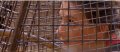 Camille Cerf terrorisée face à des tigres à Fort Boyard (vidéo)
