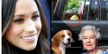 Elizabeth II et Meghan Markle proches grâce à un chien