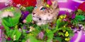 Mask Singer, Chimène Badi ou Patricia Kaas, le Léopard déchaîne les spéculations !
