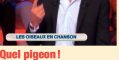Nagui, « moment de solitude avec un pigeon »