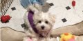 Barbra Streisand a fait cloner son chien (photo)