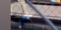 Gad Elmaleh comblé avec Bérénice, ce coup de pouce d'Albert de Monaco au E-Prix, un régime de faveur au Rocher