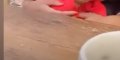 Harry Roselmack et Jade Boinet, un bébé en route, surprenant clin d'œil (photo)