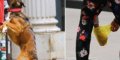 Stéphanie de Monaco ramasse elle-même les crottes de son chien (photo)