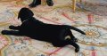 Le chien de François Hollande provoque des dégâts à l'Elysée