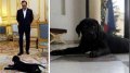 François Hollande, que devient Philae, le labrador présidentiel ?