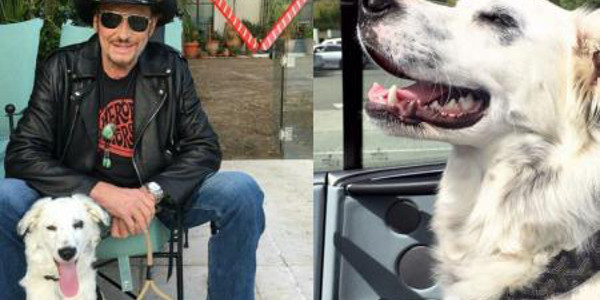 Laeticia Hallyday séparée de Cheyenne, la chienne de Johnny