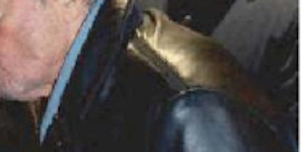 Alain Delon, au fond du seau, AVC, humiliation publique (photo)