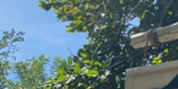 Laura Smet, grand événement familial célébré au Costa Rica (photo)
