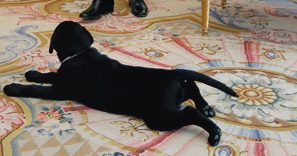 Le chien de François Hollande provoque des dégâts à l'Elysée