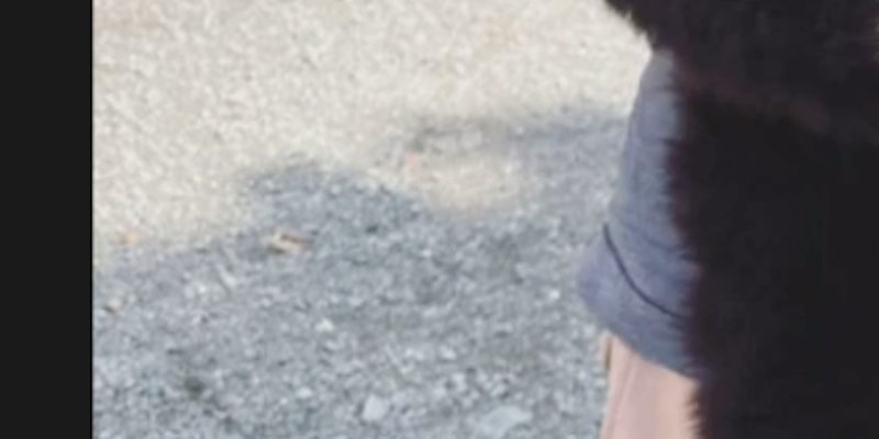Laurent Delahousse et Alice Taglioni, après le deuil, enfin une réjouissante nouvelle (photo)