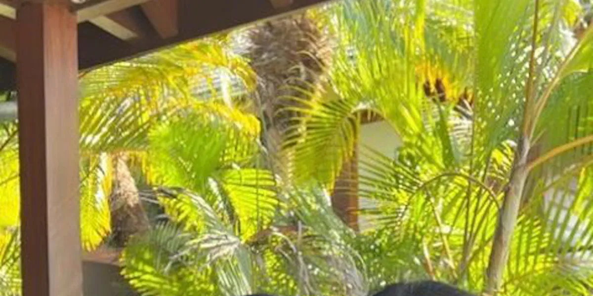 Jade Hallyday, une immense fortune - Un coup de pouce pour Laeticia Hallyday étouffée par les dettes