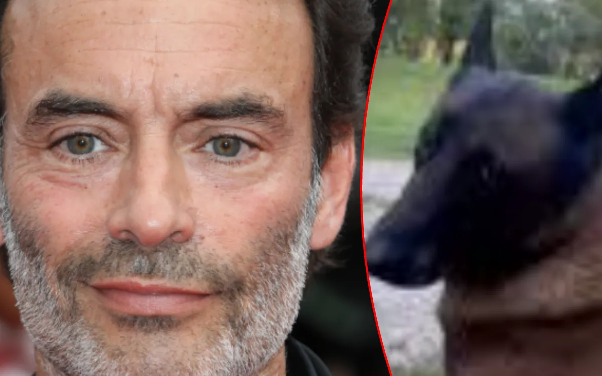 Anthony Delon : accusé, entendu 12 heures après la mort d'un chien, ce qui s'est passé choque
