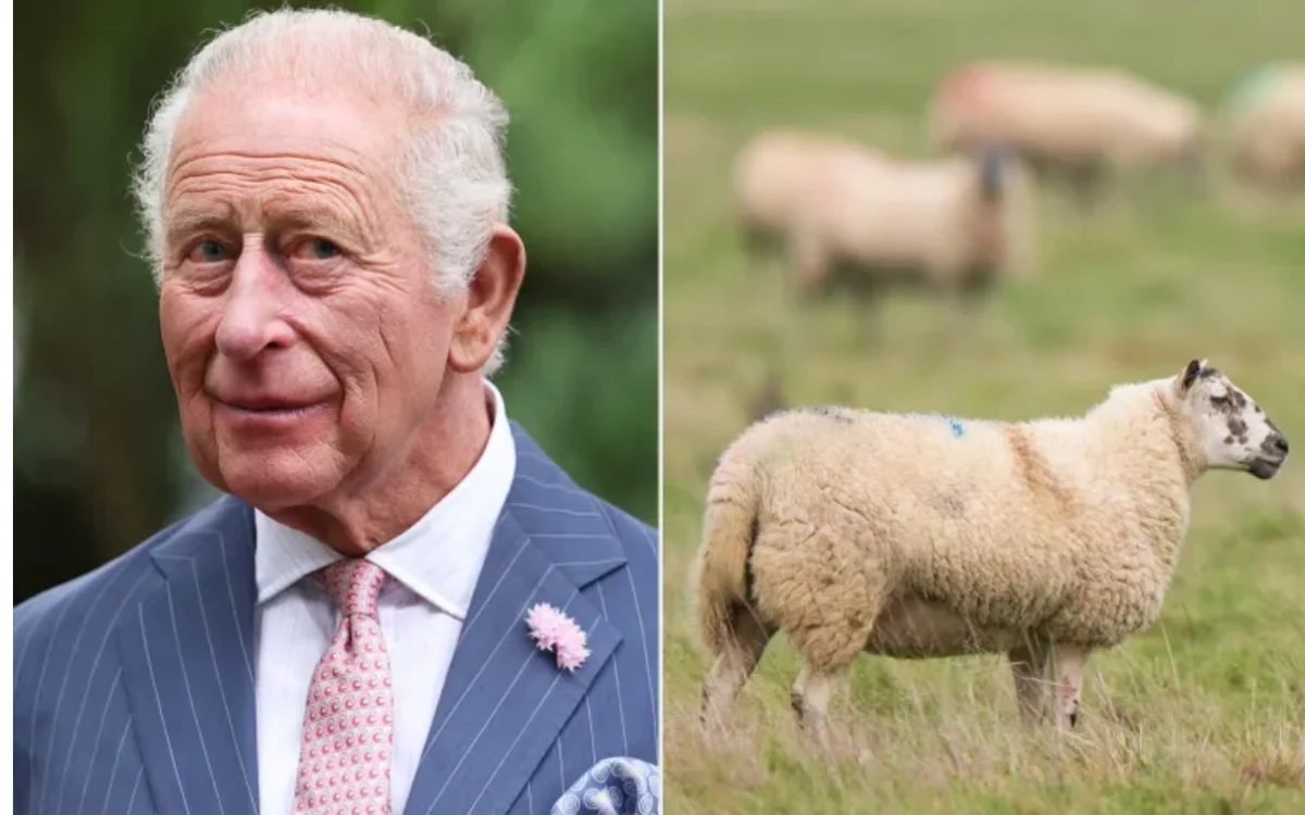 Charles III : trois agneaux volés à Sandringham, leur étonnante défense devant la justice