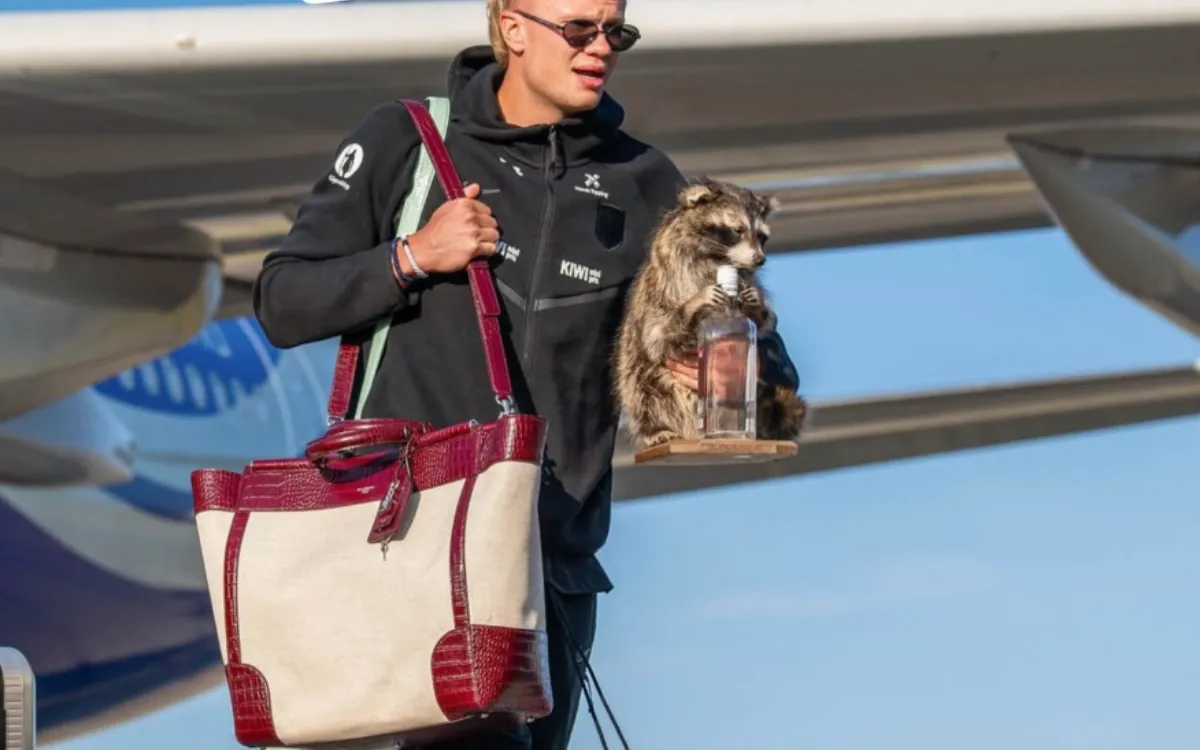 Haaland atterrit en Norvège avec un raton-laveur