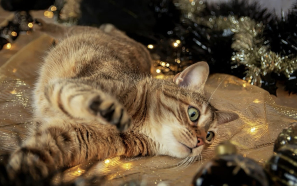 Thomas Dutronc : l'émouvant message de Noël pour son chat miraculé à la vie brisée 